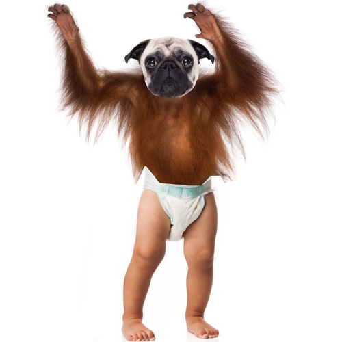 Puppy Monkey Baby Cover Art Blurred Background