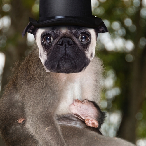 Puppy Monkey Baby (Short Comedy Ringer) Cover Art Blurred Background
