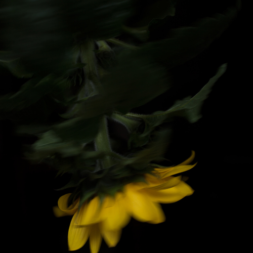 Tournesol Cover Art Blurred Background