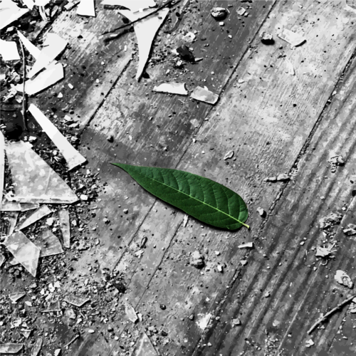 Treehouse Cover Art Blurred Background