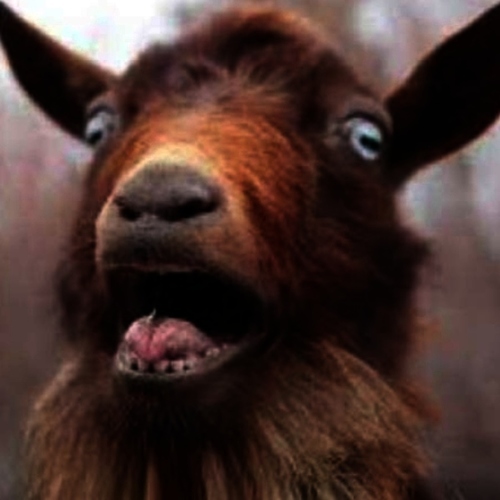 The Goat Laugh Cover Art Blurred Background