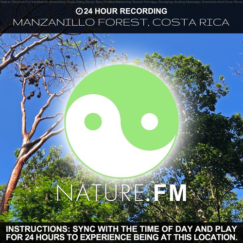 24 Hour Recording: Manzanillo Forest, Costa Rica (Nature Sounds for Meditation, Relaxation, Yoga, Baby Sleep, Spa, Chakra Balancing, Sound Therapy, Studying, Healing Massage, Insomnia and Deep Sleep) Cover Art Blurred Background