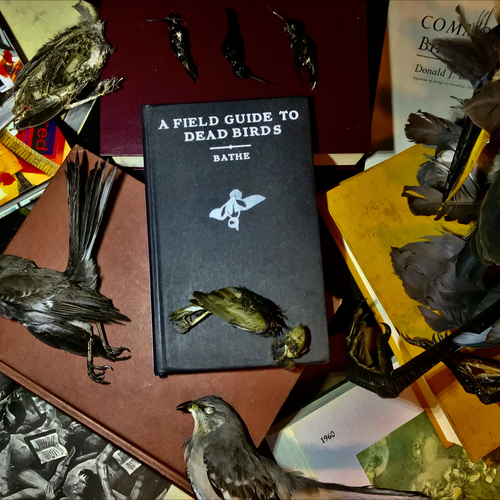 A Field Guide to Dead Birds Cover Art Blurred Background