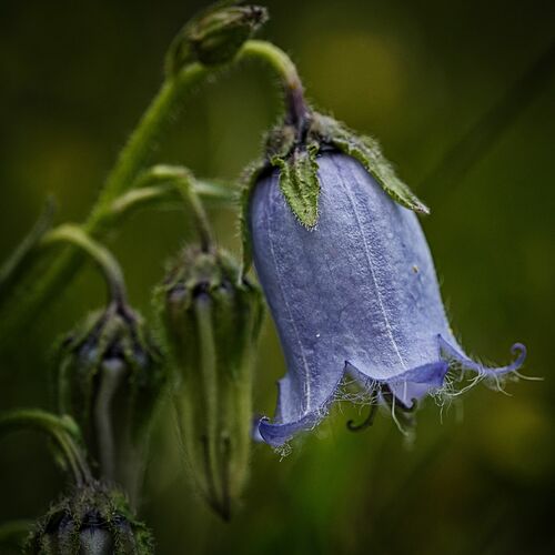 Purple Bells Cover Art Blurred Background