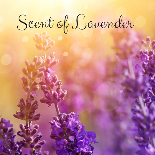 Scent of Lavender Cover Art Blurred Background