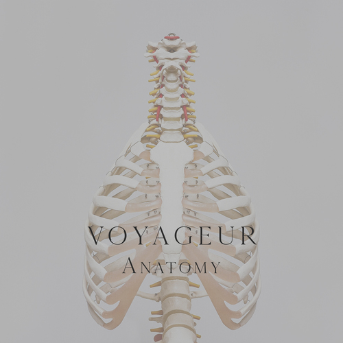 Anatomy Cover Art Blurred Background