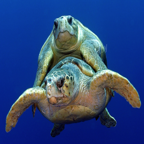Turtle Mating Cover Art Blurred Background