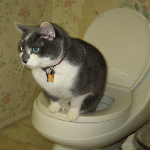 Toilet Flush (Funny Fart Remix) Cover Art Blurred Background