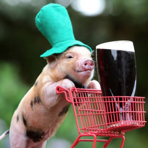 Pig Cover Art Blurred Background