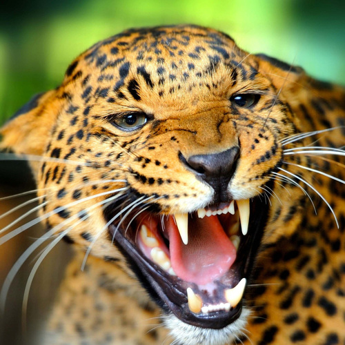 Big Wild Cat Roar Cover Art Blurred Background