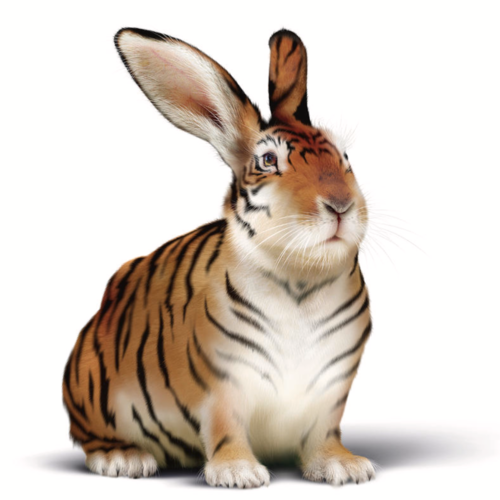 Tiger (Growl Roar Remix) Cover Art Blurred Background