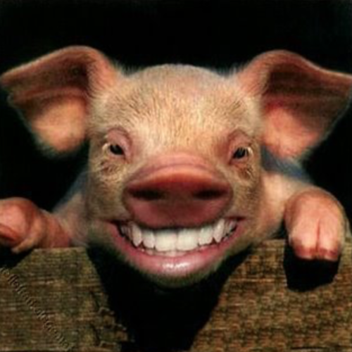 Pig (Squeal Remix) Cover Art Blurred Background