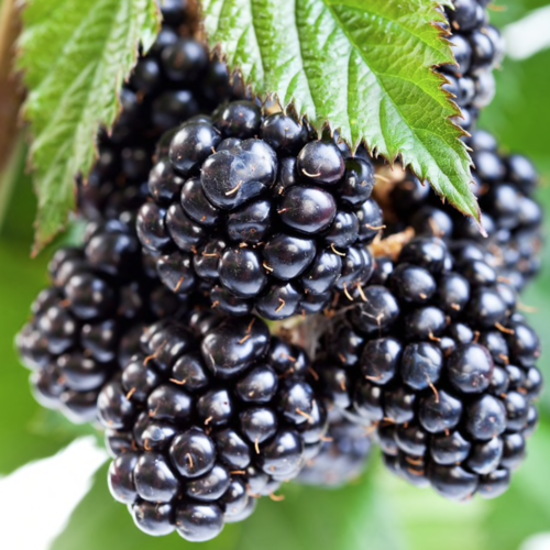 Blackberry (Zen Remix) Cover Art Blurred Background