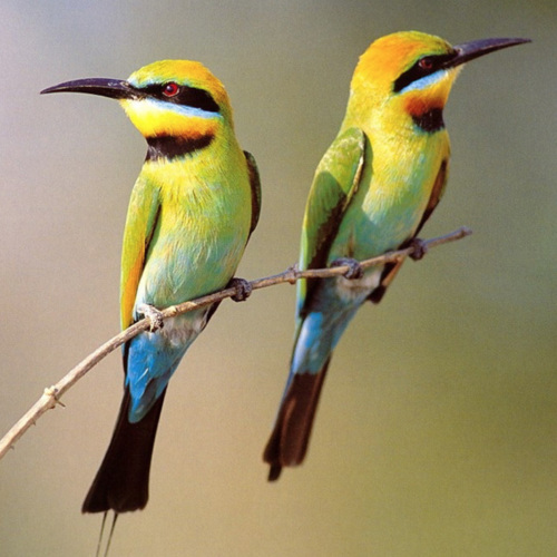 Nature Bird Music (Flute Groove Remix) Cover Art Blurred Background