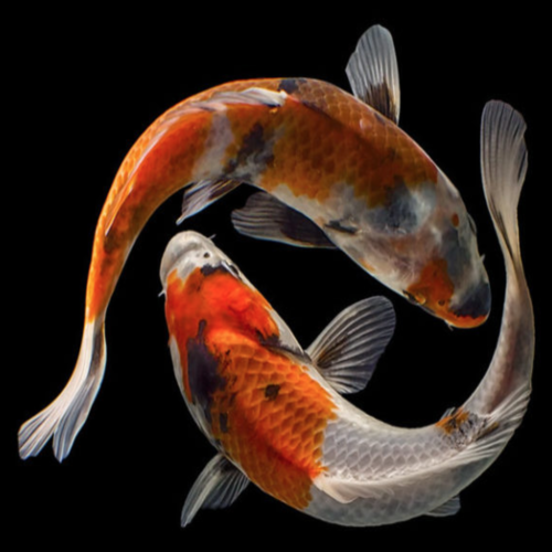 Japanese Music (String Zen Remix) Cover Art Blurred Background