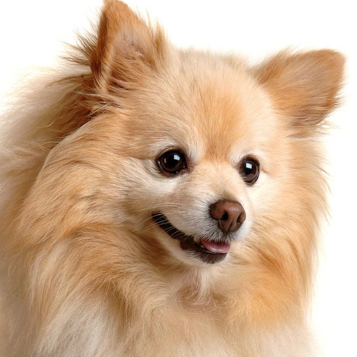 Dog Bark Cover Art Blurred Background