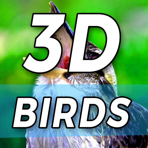3D Birds Cover Art Blurred Background