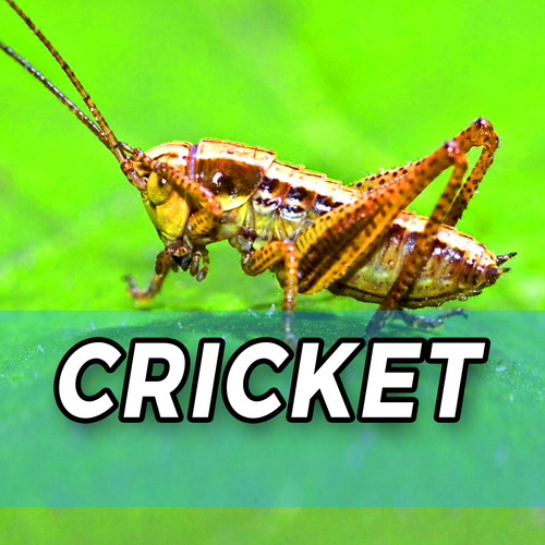 Cricket Cover Art Blurred Background