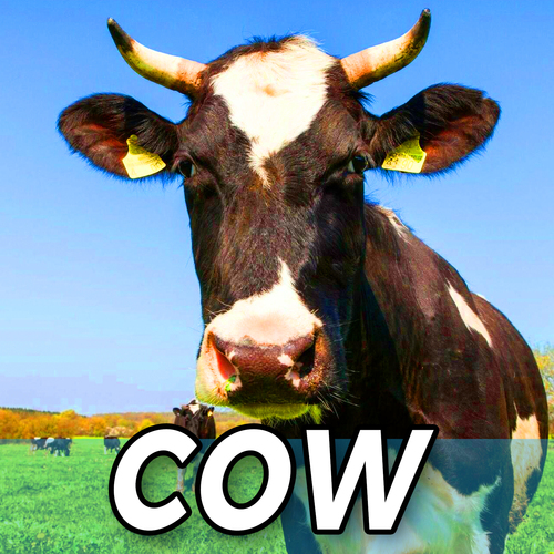 Cow Cover Art Blurred Background