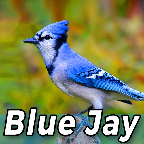 Blue Jay Cover Art Blurred Background