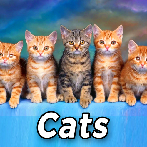 Cats Cover Art Blurred Background