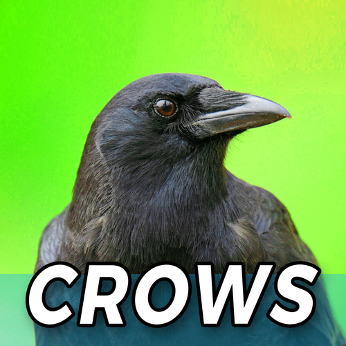 Crows Cover Art Blurred Background
