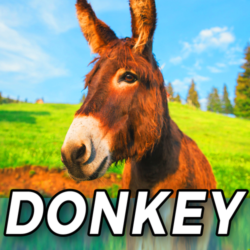 Donkey Cover Art Blurred Background