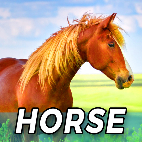 Horse Cover Art Blurred Background