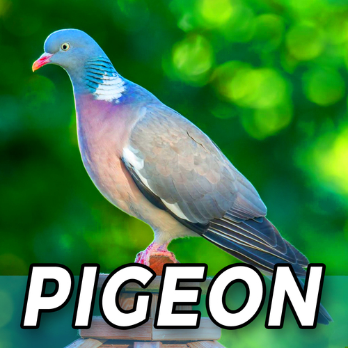 Pigeon Cover Art Blurred Background
