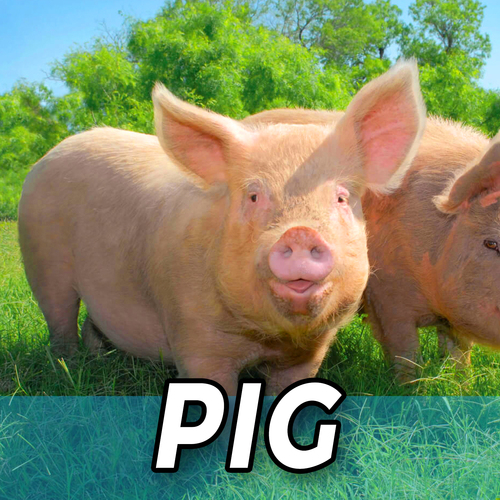 Pig Cover Art Blurred Background