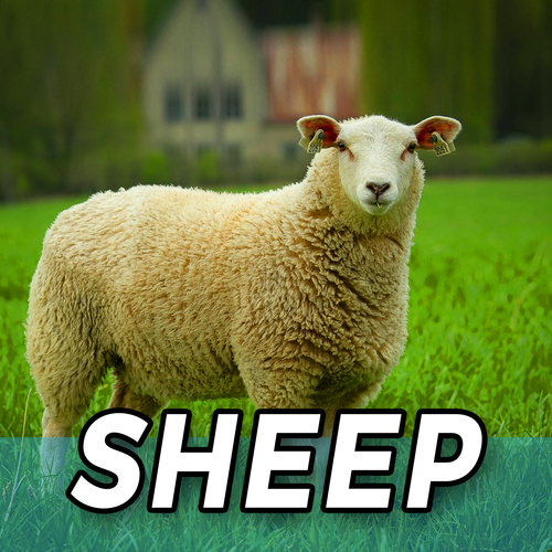 Sheep Cover Art Blurred Background