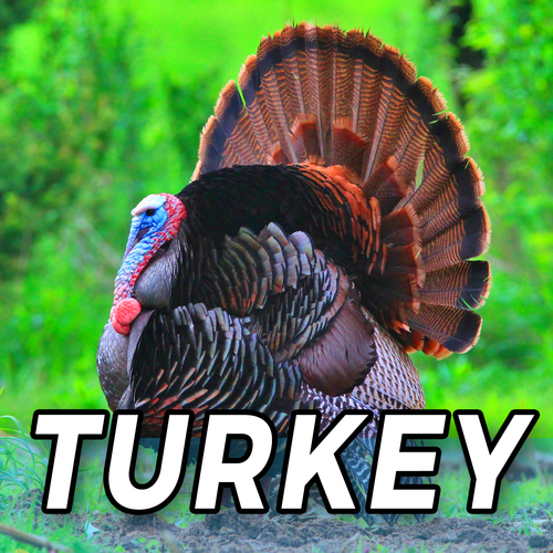 Turkey Cover Art Blurred Background