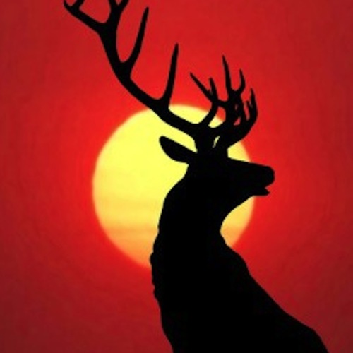 Bull Elk Cover Art Blurred Background