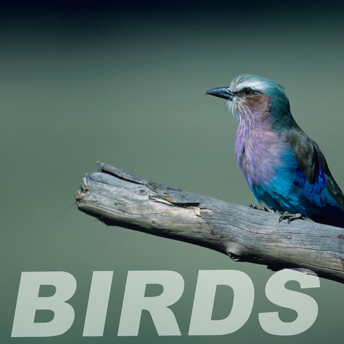 Birds Cover Art Blurred Background