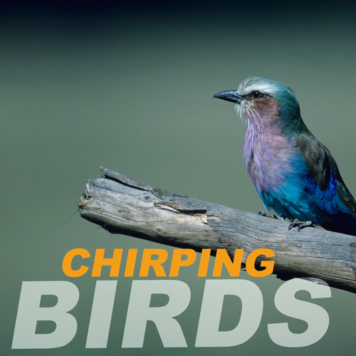 Chirping Birds Cover Art Blurred Background