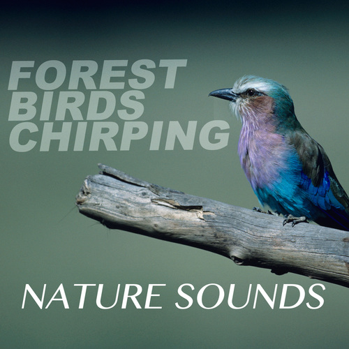 Forest Birds Chirping Nature Sounds Cover Art Blurred Background