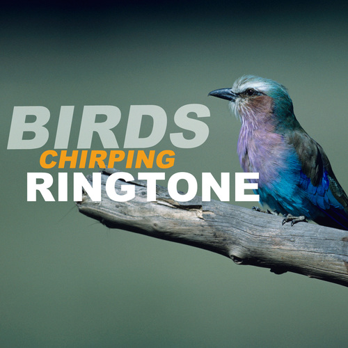 Birds Chirping Ringtone Cover Art Blurred Background
