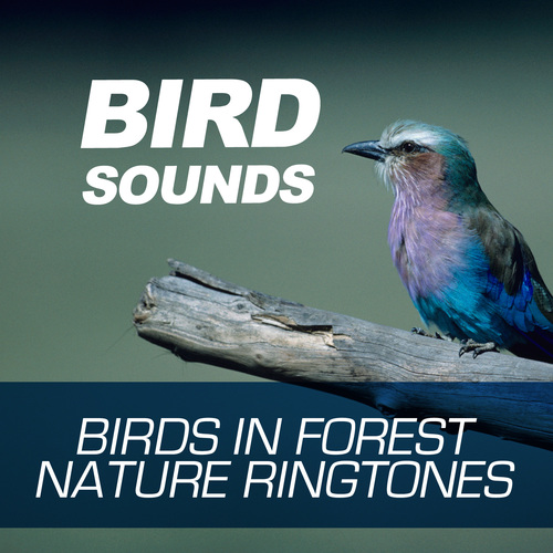 Bird Sounds - Birds in Forest - Nature Ringtones Cover Art Blurred Background