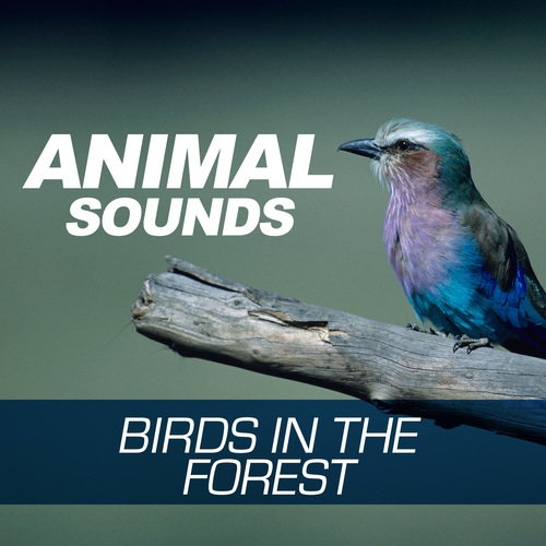 Animal Sounds - Birds in the Forest Cover Art Blurred Background
