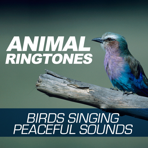 Animal Ringtones - Birds Singing - Peaceful Sounds Cover Art Blurred Background