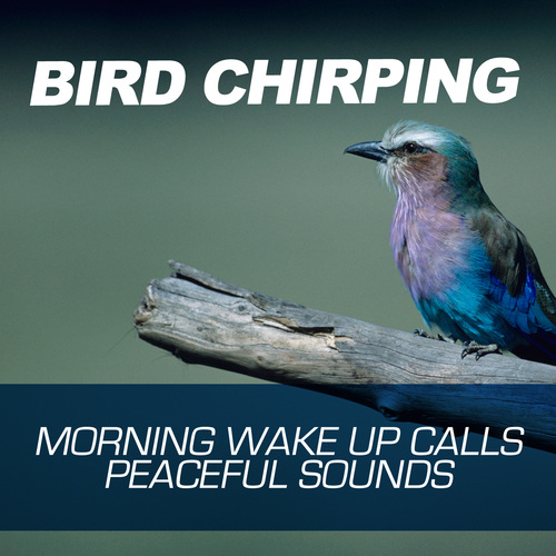 Bird Chirping - Morning Wake Up Call - Peaceful Sounds Cover Art Blurred Background
