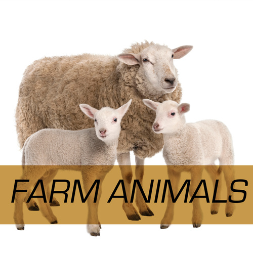 Farm Animals Cover Art Blurred Background