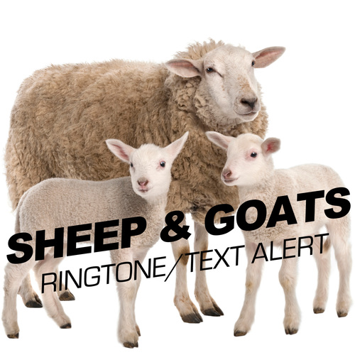 Sheep & Goats Ringtone/Text Alert Cover Art Blurred Background