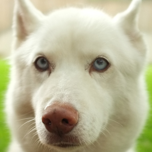 Siberian Husky Howl Cover Art Blurred Background