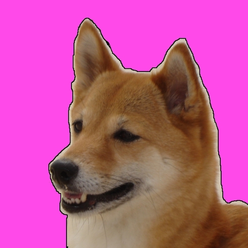 I Love My Shiba Inu Cover Art Blurred Background