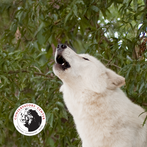 Howling Wolves at the Conservators' Center Cover Art Blurred Background