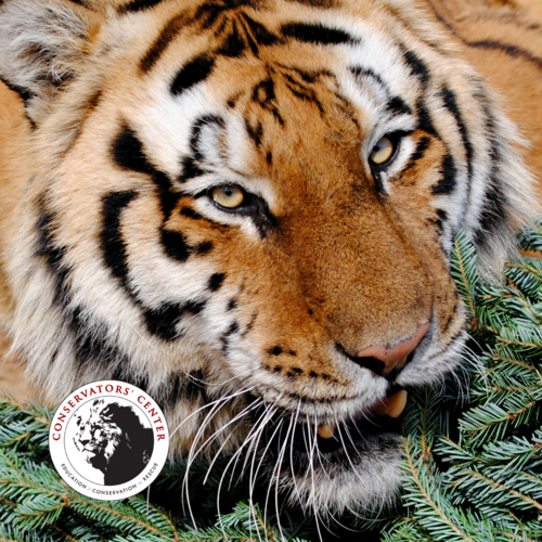 Chuffling Tigers at the Conservators' Center Cover Art Blurred Background