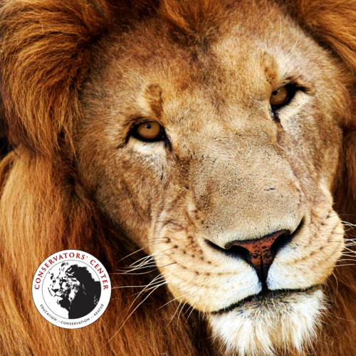 Roaring Lions at the Conservators' Center Cover Art Blurred Background