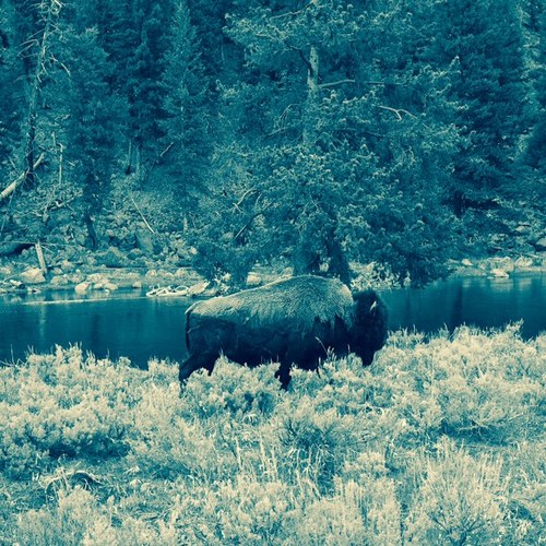 The Joys of Life Cover Art Blurred Background