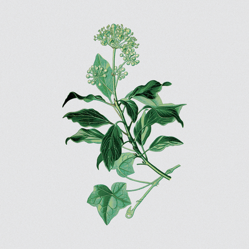 Hedera Cover Art Blurred Background